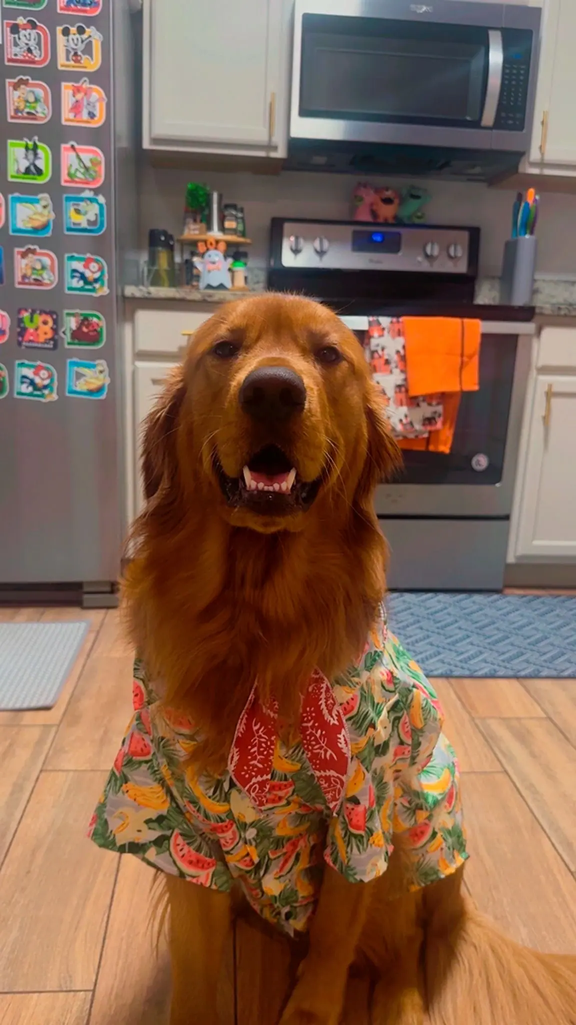 A golden retriever in a floral shirt sitting in the finished cream kitchen